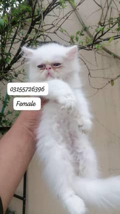 van calico female . . . red and white male