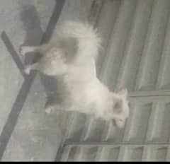 Russian dog