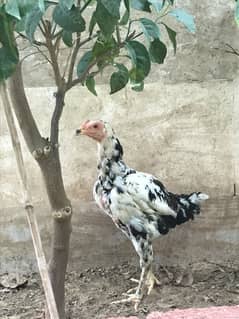 Aseel hen
