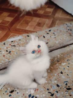 Elegant Persian Kitten For Sale.