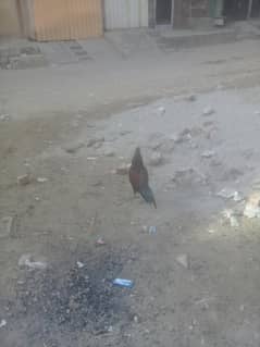 murga