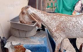 Achi bakri hy mashallah madrsa mandi sy i v hy sth top qulti path v hy