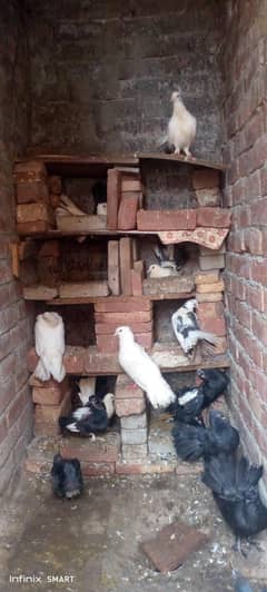 laka pigeons