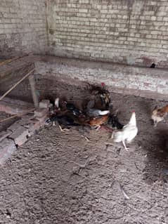 Mixed Hens For Sale