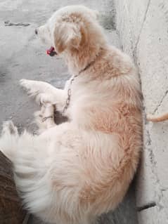 log cot rassiun dog for sale