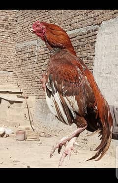 Aseel peela murga or peeelii murgi for sale num 03340583063