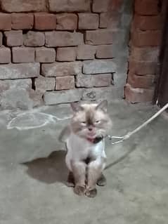 vaccinated male cat for sale hair cut hai garmi ki wajah se