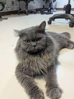 Persian Cat triple coated