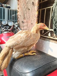 pure aseel birds