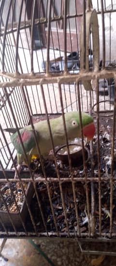 raw parrot