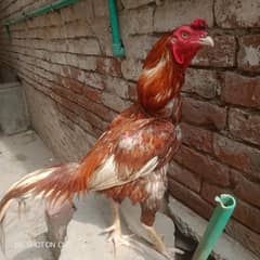 aseel murge. .