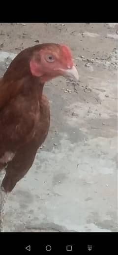 murga