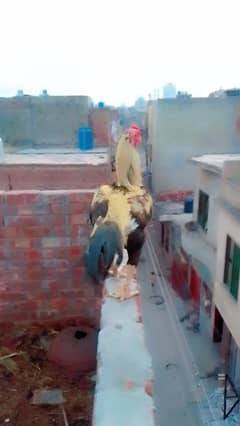 Hens Age 14 month Male