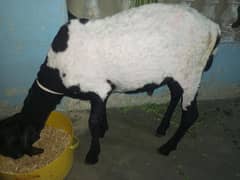 Manda