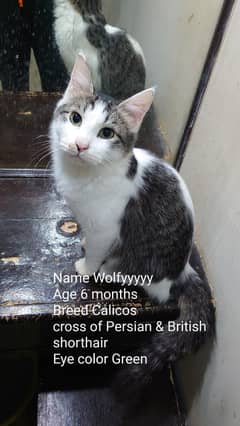 British shorthair calicos