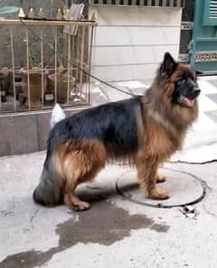 Top Huge SiZe Leval Quality For Stud CrossingNot For Sale