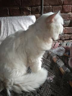 persion male triple coat