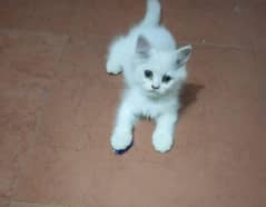 Persian cat