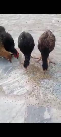 Qolangi hens and fancy murg
