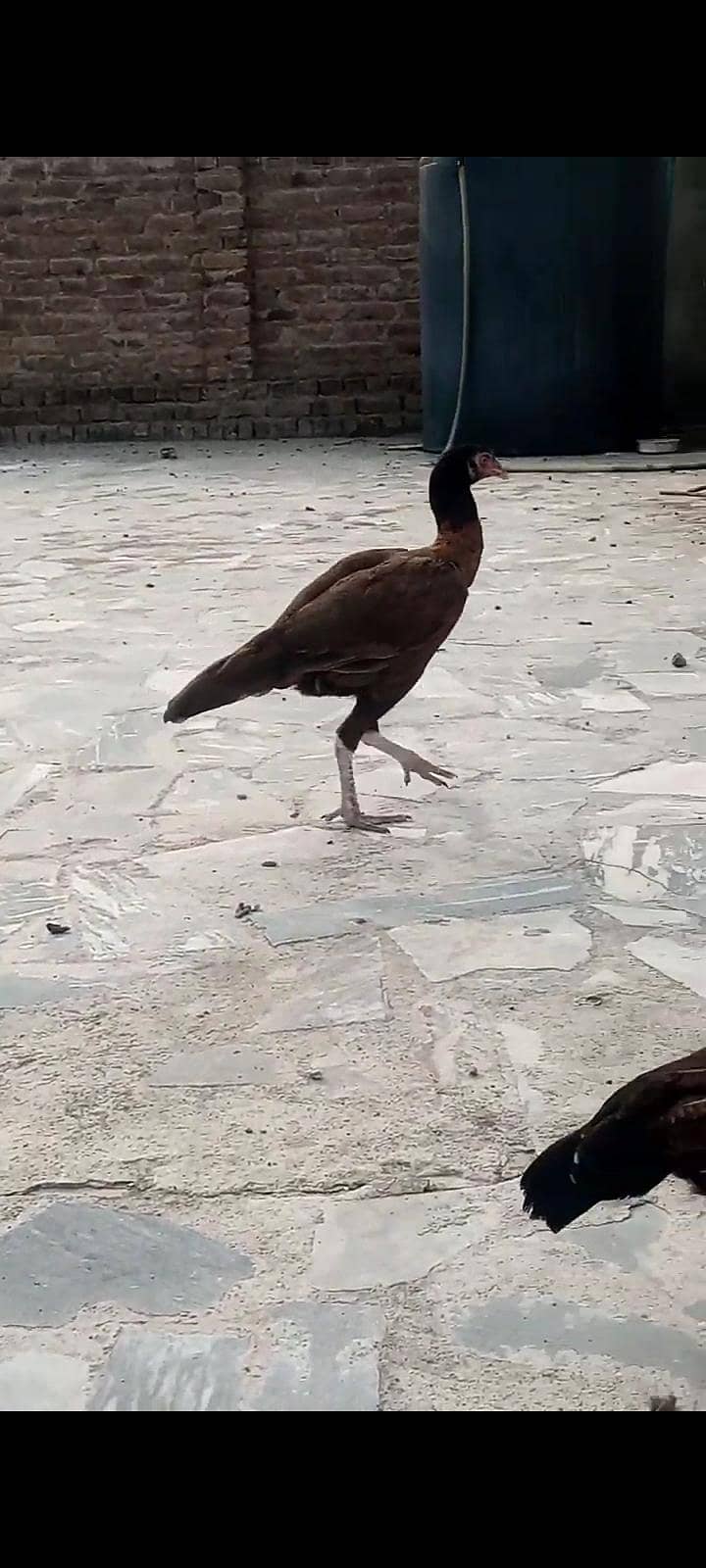 Qolangi hens and fancy murg 1