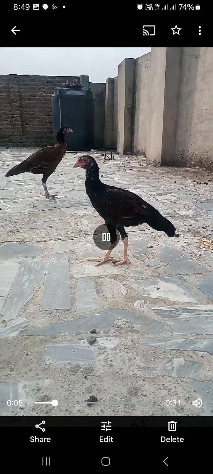 Qolangi hens and fancy murg 2