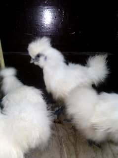 Silkie 3.3 months Silkie 4 pc