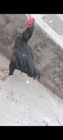 1 aseel murga 2 murgia
