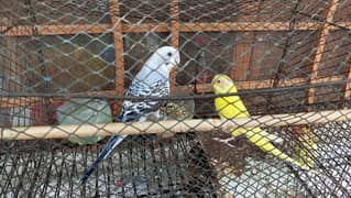 tcb male and fellow red eyes female