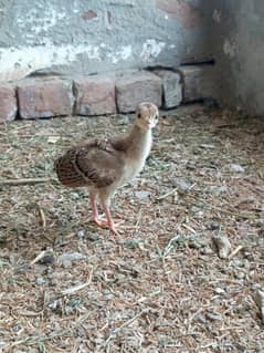 Peacock