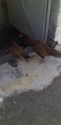 ph number 03359565380 is numbers pay rabta kary nichy numbers rong ha