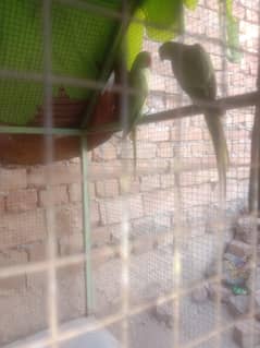 Breeder Pair of Mithooo