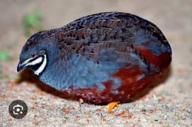 button quail batair breader pairs [Discounted price ]