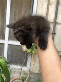 Kittens for sale