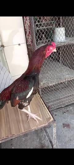 KPK