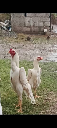 3 months old white o shamoo