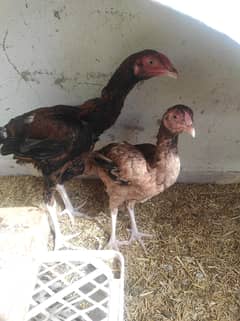 aseel pair age 7 months