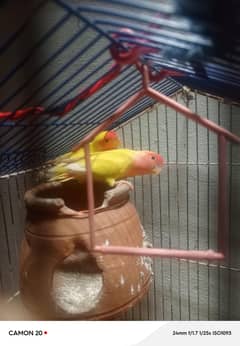 love bird parrot
