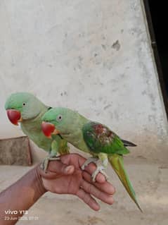 raw parrot pair tame