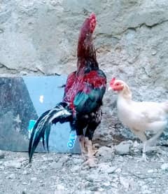 my contact number : 03128900679 no WhatsApp only phone number?