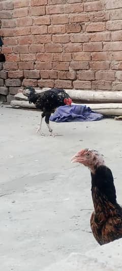 Aseel mianwali breed 03277852823