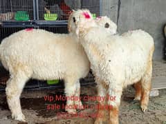 bakra | mundre |chhatre | chatra | kajla | Layla | Kakke chhatre |goat