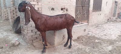 nagri