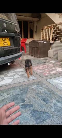 2.5 month black tan female for sale