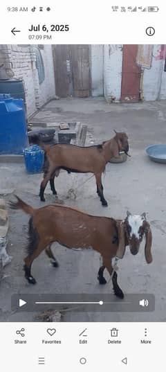 bakra