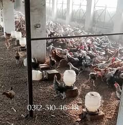 golden misri chickens  for sale
