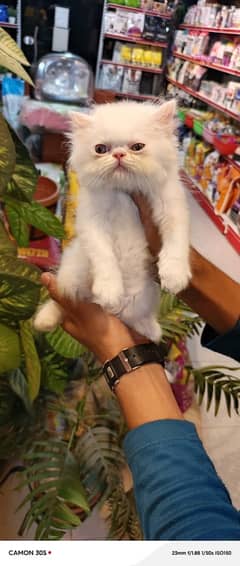 Persian Kittens/Cats