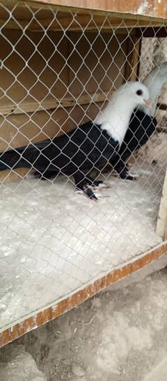black karbalai 2 kali chiks