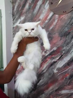 persain odd eyes cat for sale