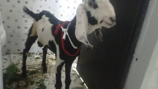 Bakra
