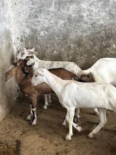white gulabi teedi bakria